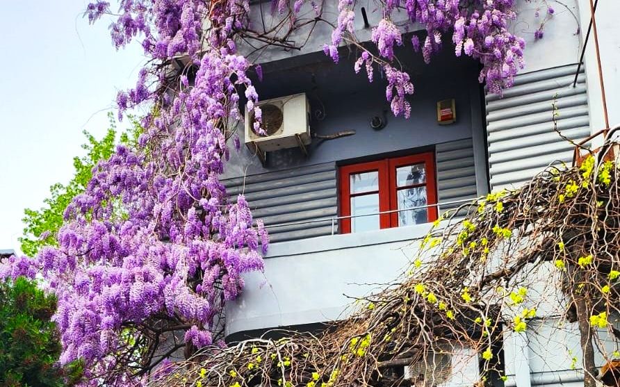 Cinci glicine superbe din București. Unde poți face poze pentru Instagram &icirc;n aprilie 2024